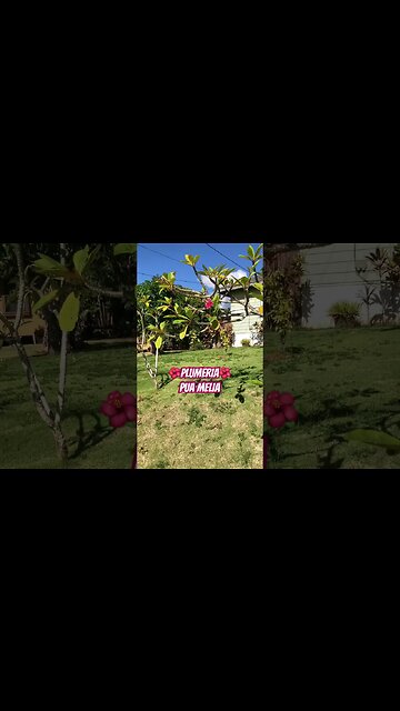 🌸PLUMERIA🌸MAKE FRAGRANT LEI #alohamaui