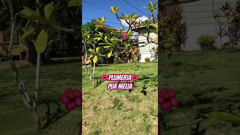 🌸PLUMERIA🌸MAKE FRAGRANT LEI #alohamaui