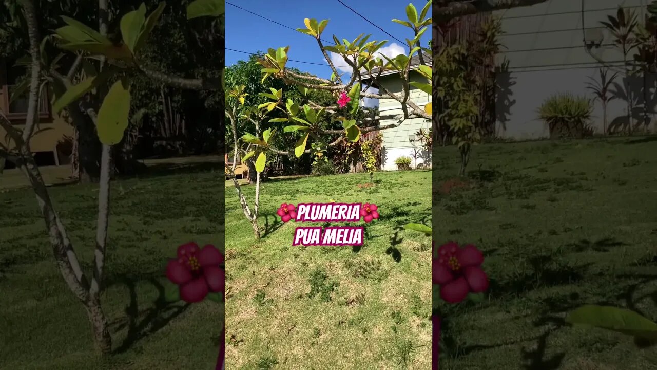 🌸PLUMERIA🌸MAKE FRAGRANT LEI #alohamaui