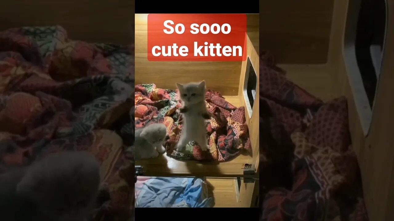 So cute kitten uou can't control your laugh #cutecat #short #shorts