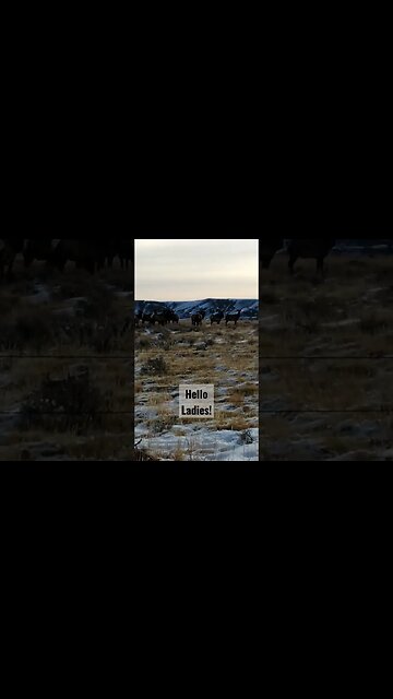 Hello Ladies! #elk #cowelk #winterrange #wyoming #shortsvideo #shortsfeed #hunting #elkhunting #life