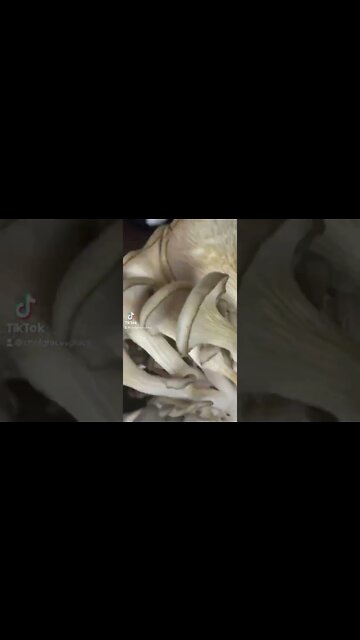 I Grew Mushrooms! Here’s How I Cooked Them…