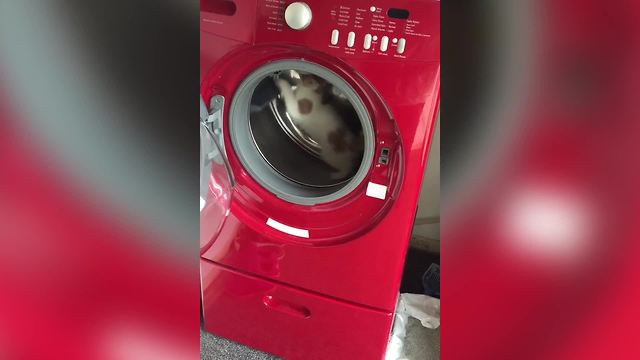 Cat Walks Inside An Open Washer Like A Hamster Wheel
