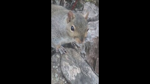 Happy squirrel