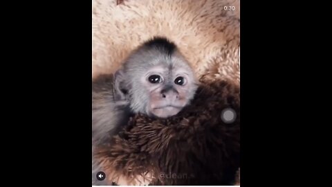 Cute Monkey