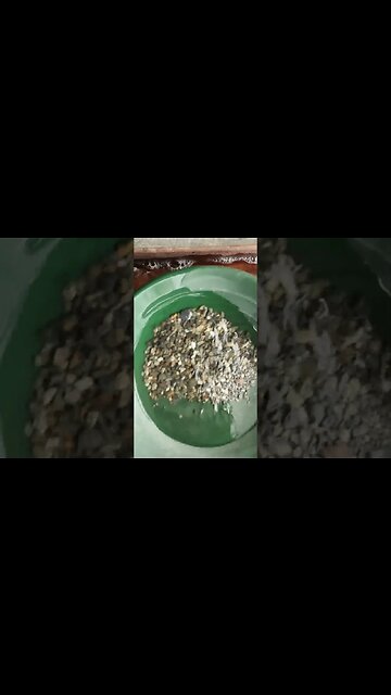 Vintage Gold Paydirt from the 1960's