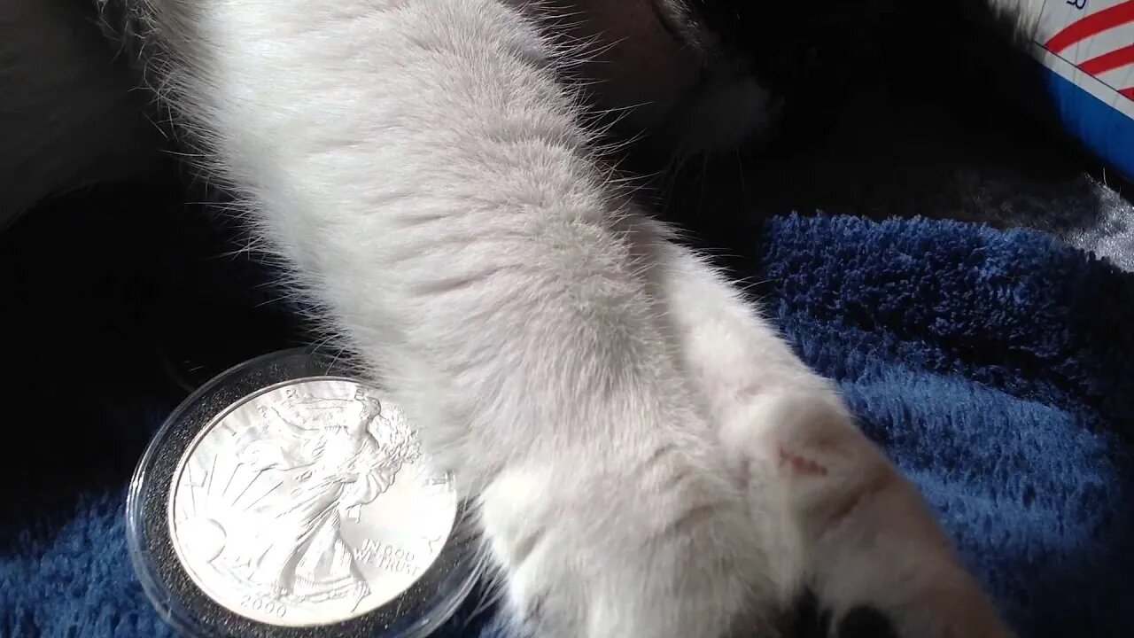 Let Us Paws And Reflect On Silver