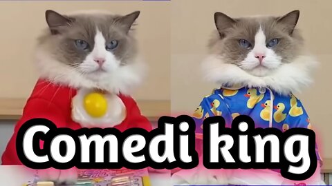 Cat has grown very soon in this digital world, see the result for yourself.