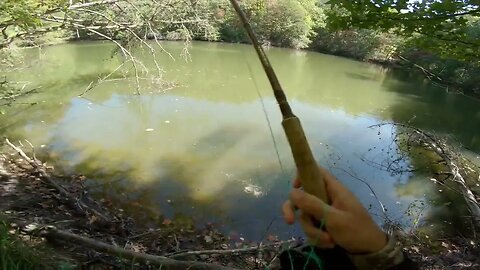 learning to fly fish in an overgrown pond