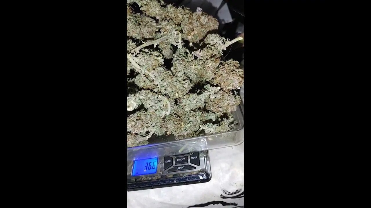 runtz autoflower weigh in