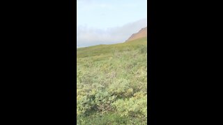 Denali National Park Blonde Grizzly Bear