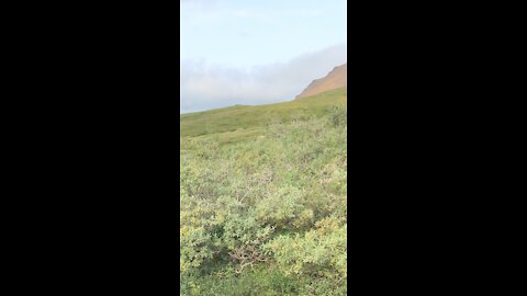 Denali National Park Blonde Grizzly Bear