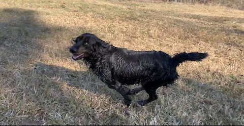 Part 2 Dog get loose and chases horses.