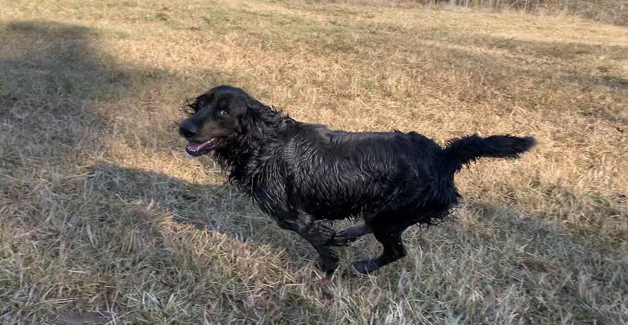 Part 2 Dog get loose and chases horses.