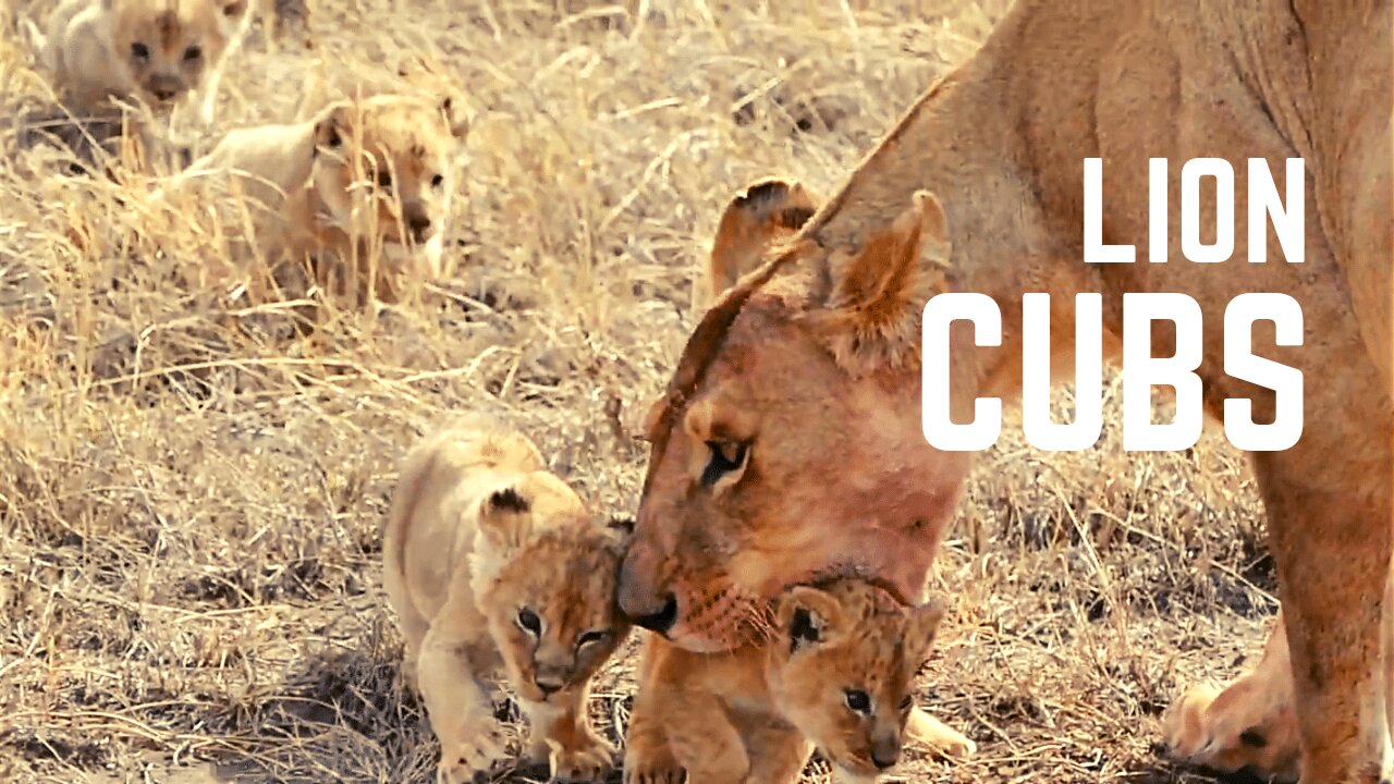 Lion cubs