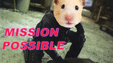 MISSION POSSIBLE!!! The hamster tries to climb the wall and he succeeds