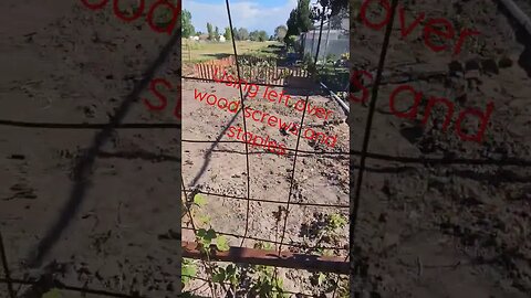 Trellis from leftover material #shortsvideo #organic #garden #tips #socialmedia @TalkwithSally