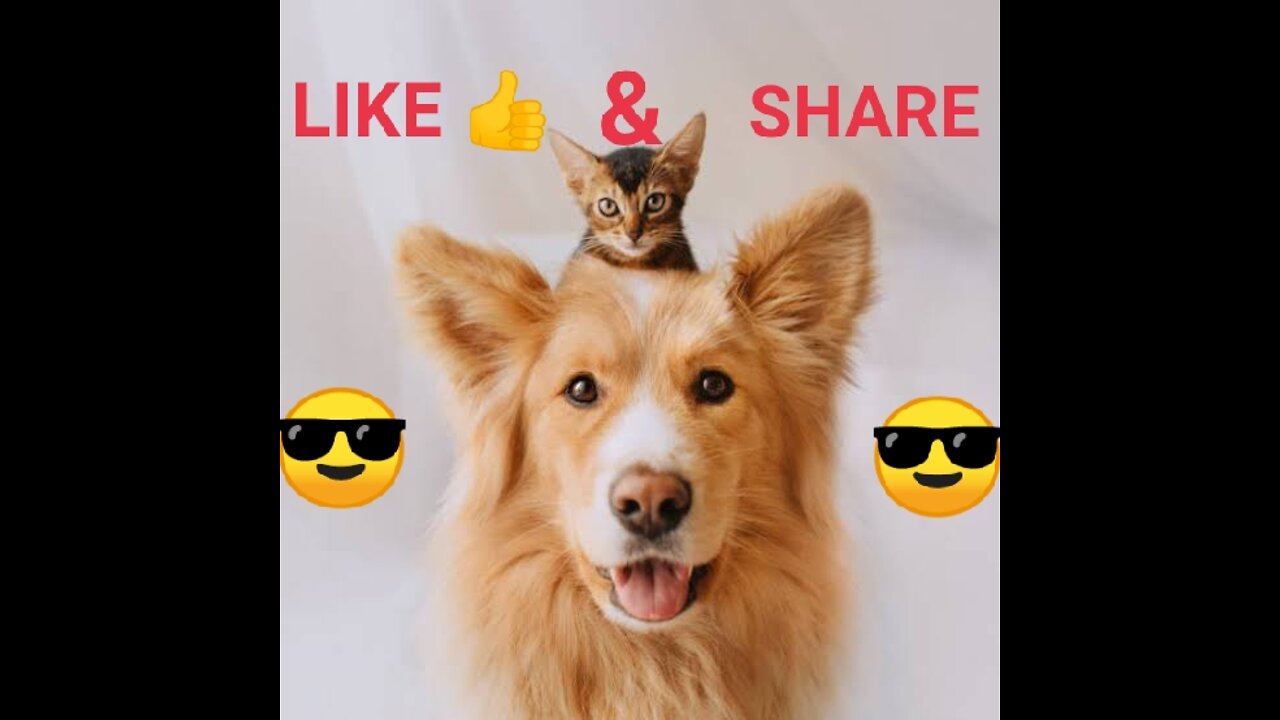 Cute cat and dog videos||funny videos ||
