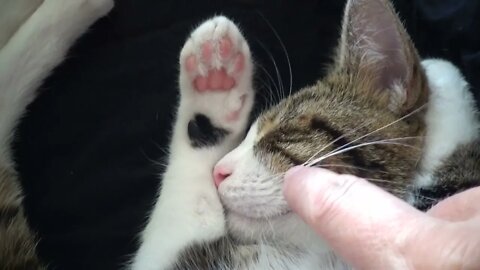 Sweet Sleepy Cat Scratches His Eye