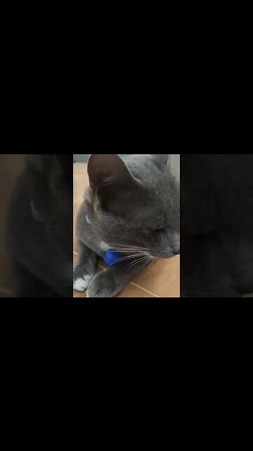 Cutest cat ever- amazing beautiful cat #thaicat