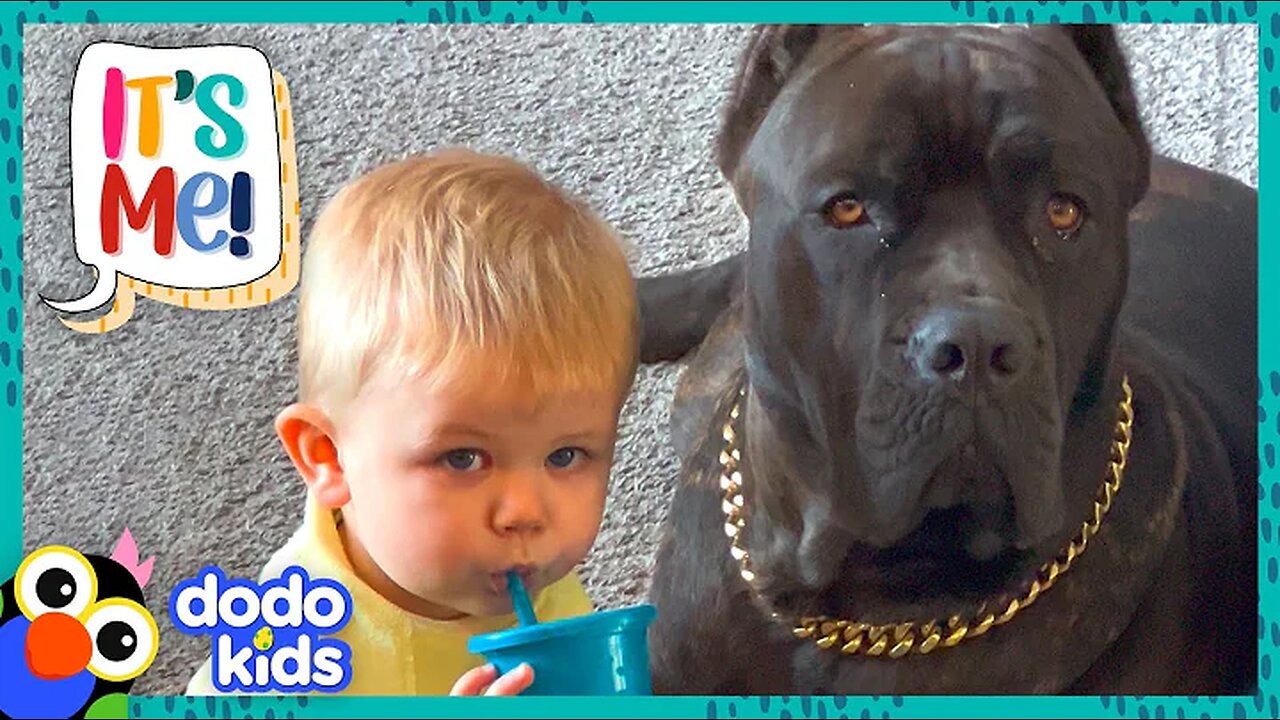 Big Dog Can't Wait To Splash Around With His Little Brother | Dodo Kids | It’s Me!