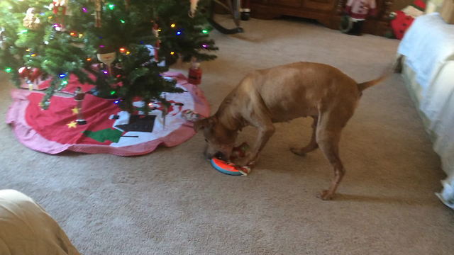 Dog instinctively knows to open Christmas presents