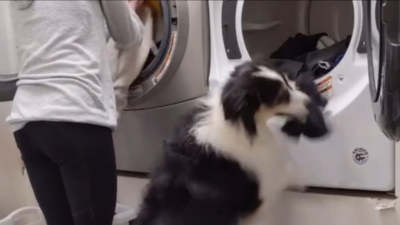 Laundry day🐶 (funny pets)