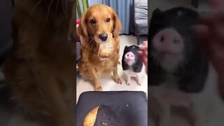 Cachorro e porquinho juntos