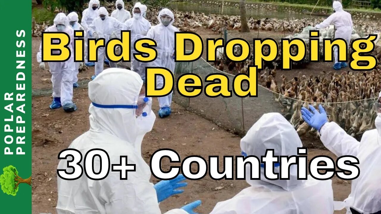 Chicken & Egg Shortages Developing (Bird Flu 2022)