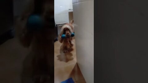 golden dog , shorts