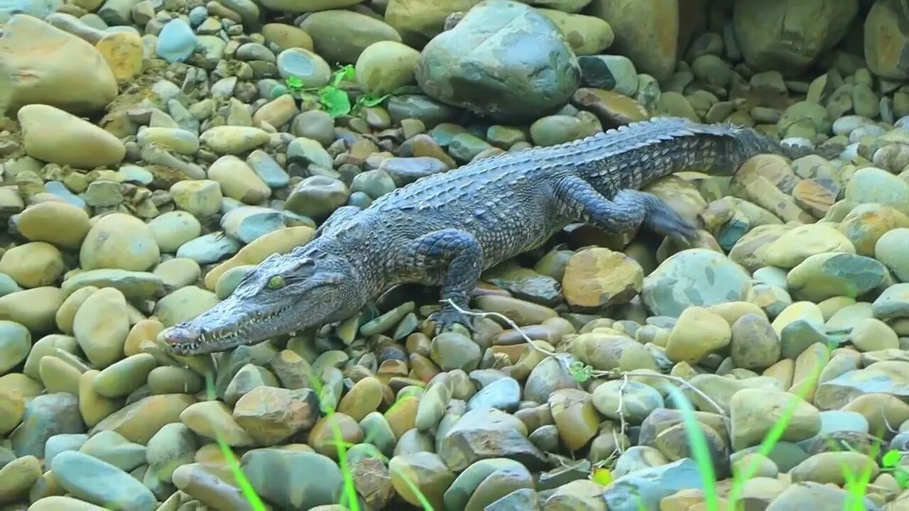 Jungle my life | Sleeping Man and met crocodile | Cook crocodile eggs with banana for Eating-7