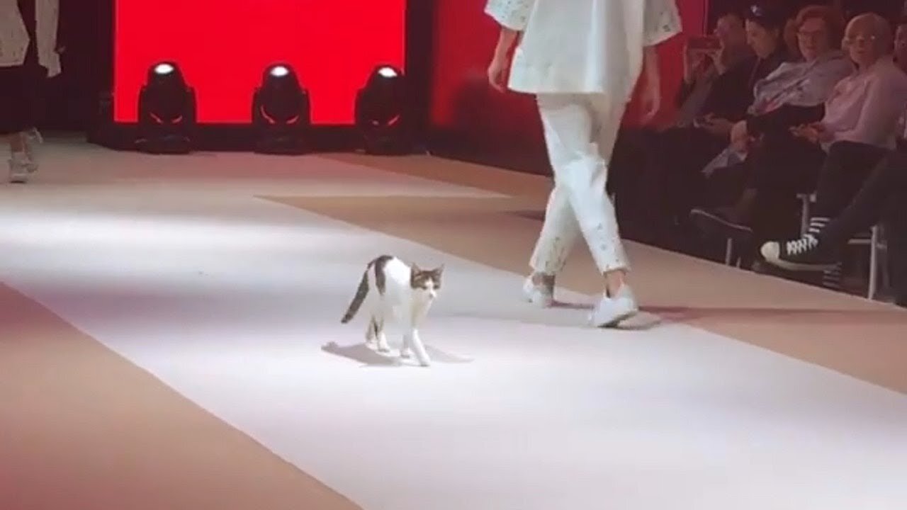 Stray Cat Invades Fashion Show And Teaches Models How To Catwalk