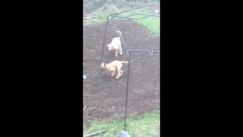 Anatolian Sheppard puppies