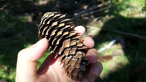 nature ASMR | Build Up, Screen Taps, Rambles, Epic Cronches In Pinecone Paradise