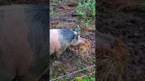 Pregnant Pig Carrying Hay for Her Nest @UncleTimsFarm #kärnəvór #shorts #hereford #freerangepigs