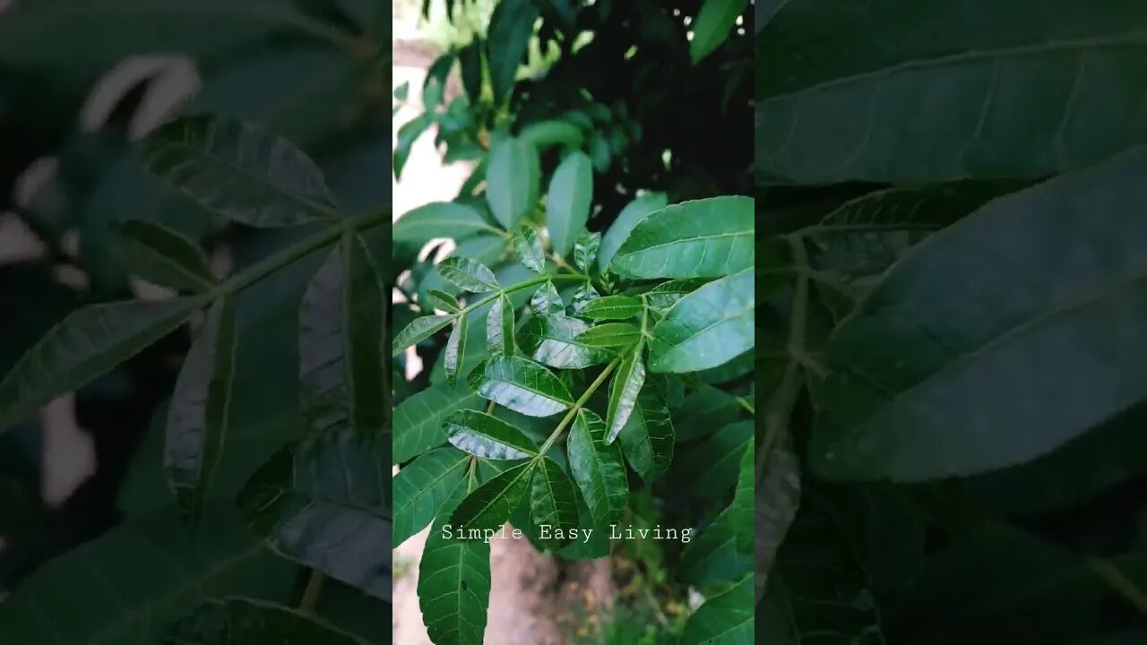 My Garden Stories| Coriander Flowers| Black Peppers Tree| Satisfying Birds Chirping #shorts