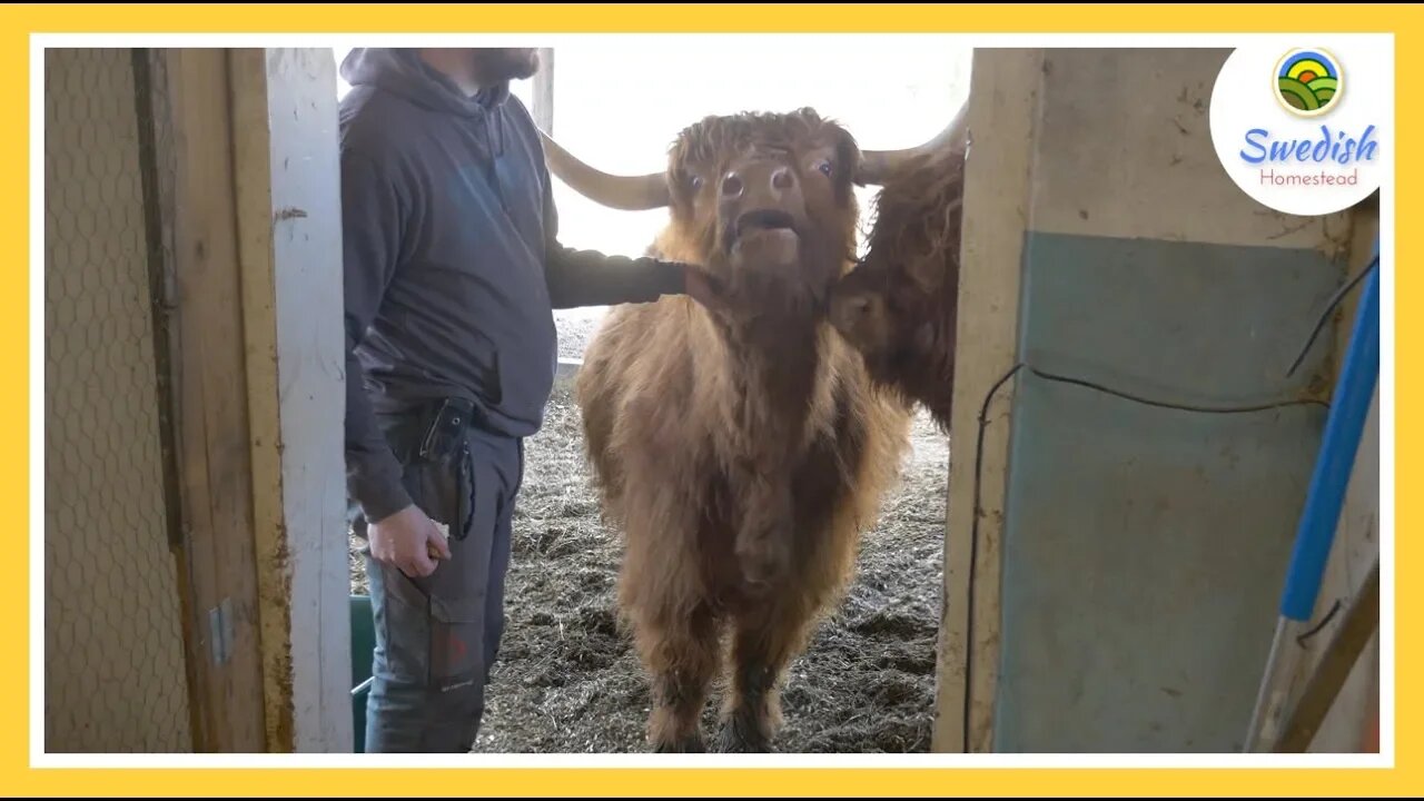 Training A Highlander As Family Milk-Cow