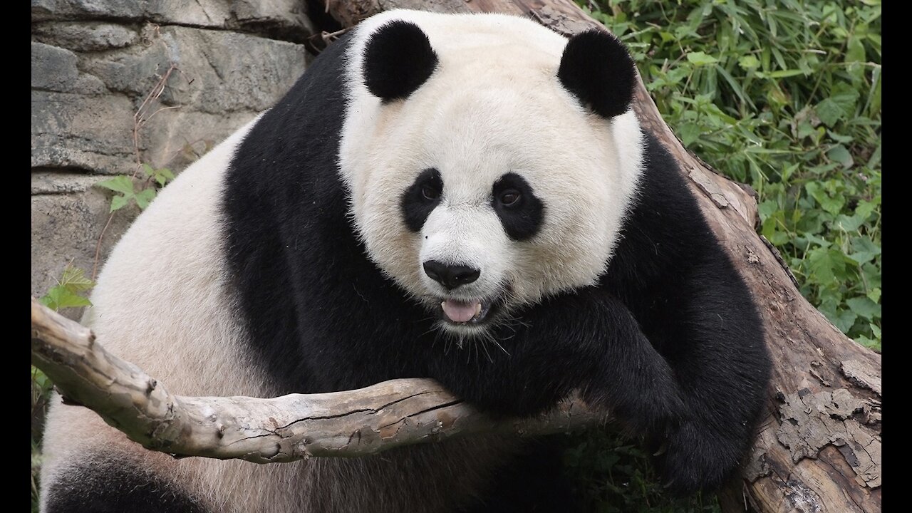 Giant Panda Or Chinese Bear