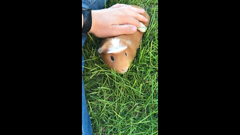 guinea pig asmr nose boop!