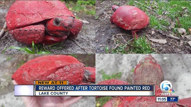 Gopher tortoise found painted red in Central Florida