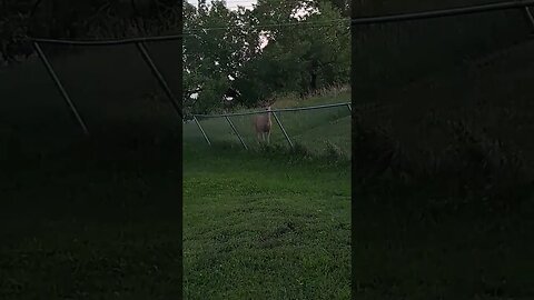 #blackhills #strangenature #velvet #buck Look at that Fence!