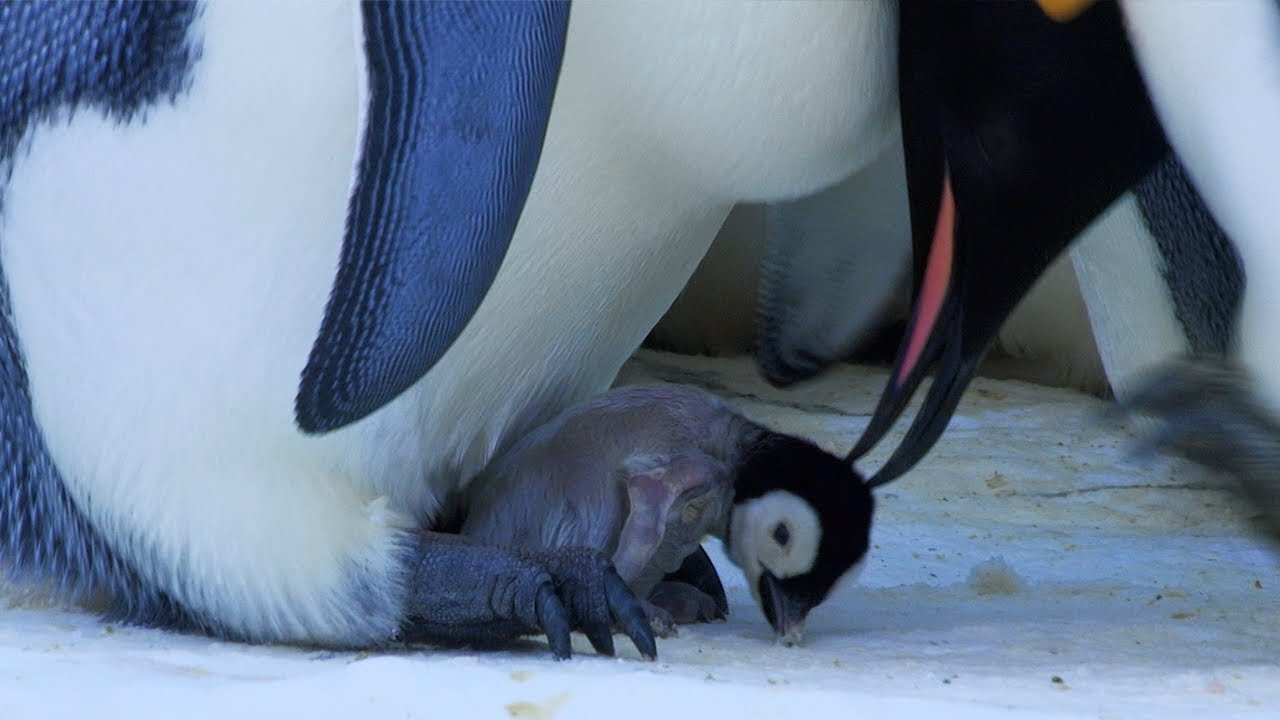 Baby Penguin Transfer Penguin Story