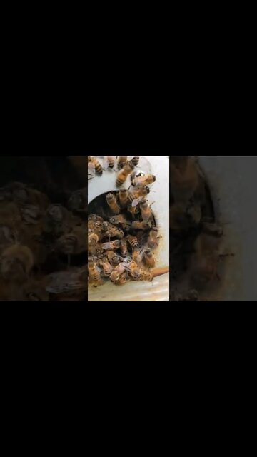 Just some Honey Bees #honeybee #honey #bee #nature #mothernature