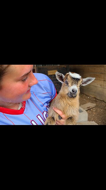 Baby goat makes sound on request! 🤣