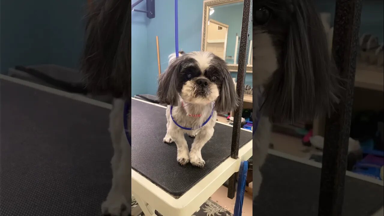 Oldest Little Shih Tzu