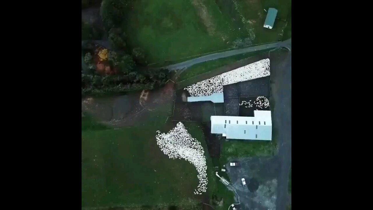 Fluid sheeps