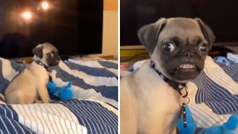 Crazy Pug Baby Smiling At The Video