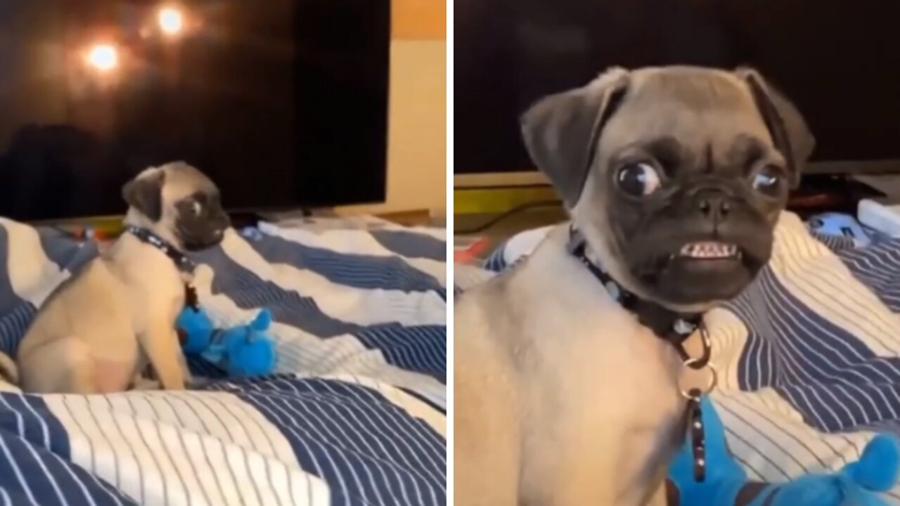 Crazy Pug Baby Smiling At The Video