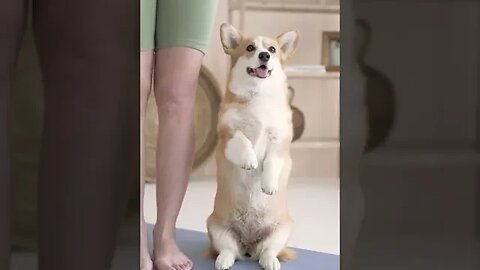 Dog stand like Human #petvideos #pet