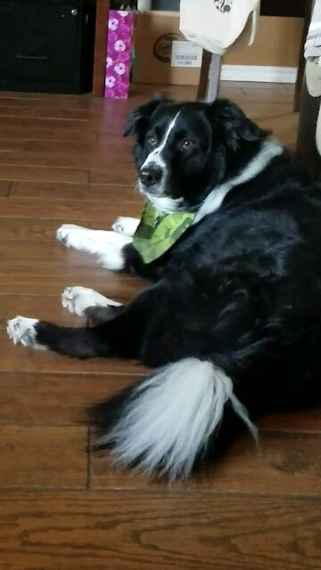 Border collie perks up when called